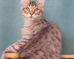 Кошки в Мытищах: Котенок Мейн-кун Мальчик, 25 000 руб. - фото 1