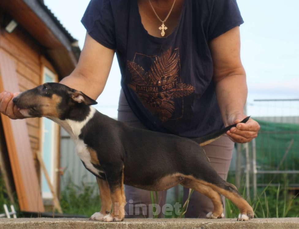 Собаки в Всеволожске: ММ МОККАЧИНА ШОКОЛАДНЫЙ ЛАТТЕ Девочка, Бесплатно - фото 10