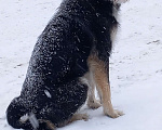 Собаки в Ногинске: Ваше добро останется  Вами! Помогите песику не пропасть... Девочка, Бесплатно - фото 7