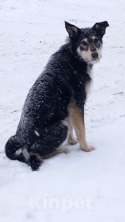 Собаки в Ногинске: Ваше добро останется  Вами! Помогите песику не пропасть... Девочка, Бесплатно - фото 7