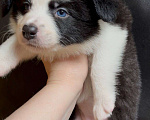 Собаки в других городах Московской области: Бордер колли очаровательная малышка Девочка, 70 000 руб. - фото 3
