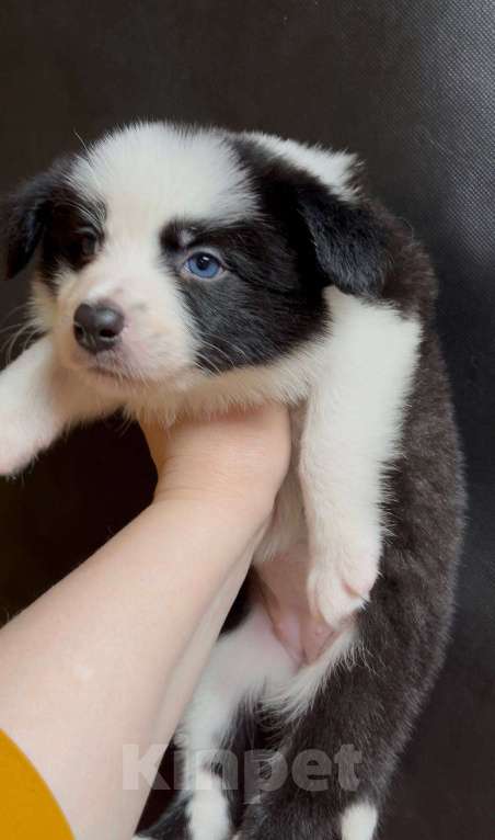 Собаки в других городах Московской области: Бордер колли очаровательная малышка Девочка, 70 000 руб. - фото 3