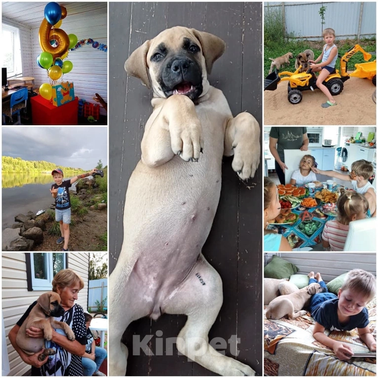 Собаки в других городах Московской области: Срочно в добрые руки ❗ Девочка, Бесплатно - фото 5