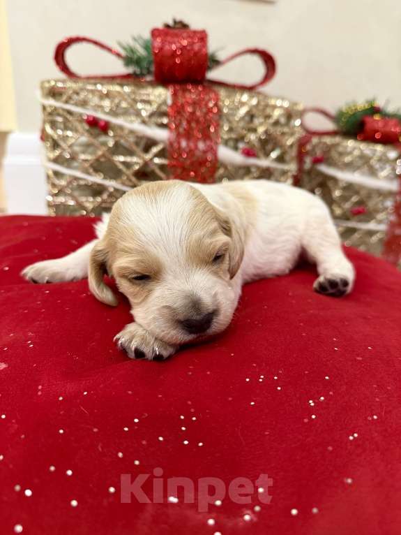 Собаки в других городах Воронежской области: Мальчик  Мальчик, 10 000 руб. - фото 3