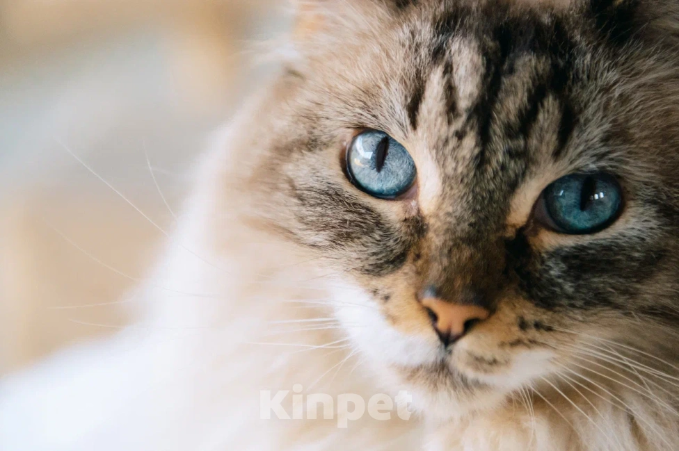 Кошки в Москве: Мурзилка мечтает о любящей семье! Мальчик, Бесплатно - фото 3