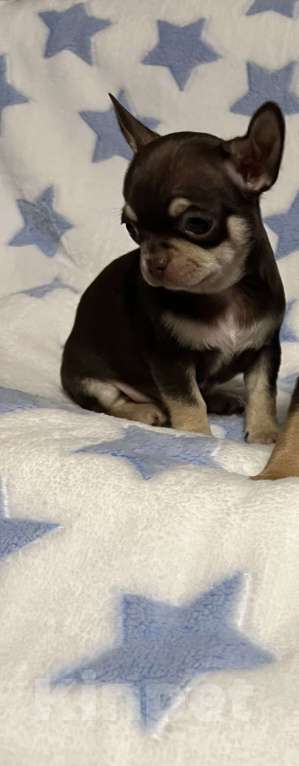 Собаки в Москве: Шоколадные чихуахуа Мальчик, 65 000 руб. - фото 5