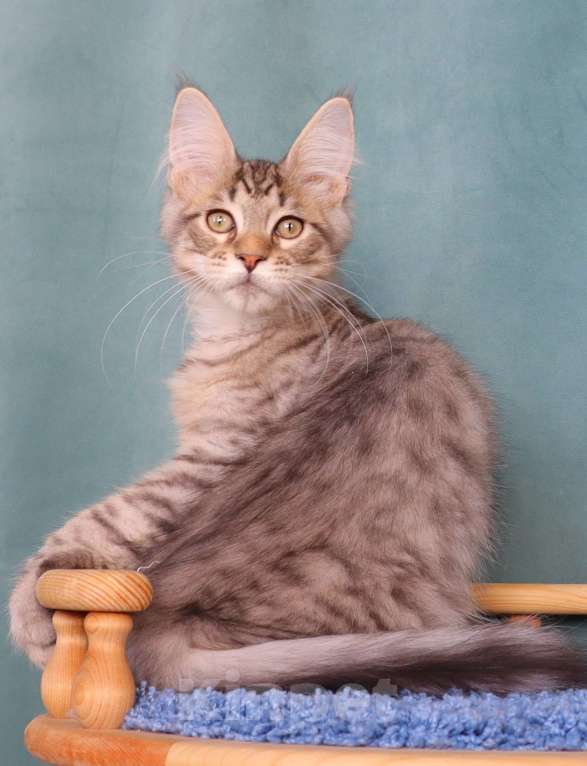 Кошки в Мытищах: Котенок Мейн-кун Мальчик, 25 000 руб. - фото 1