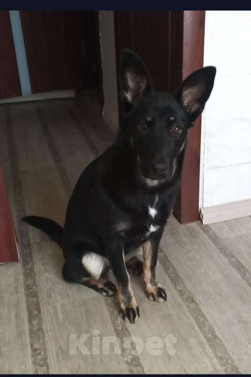 Собаки в Тольятти: Отдам в добрые руки Девочка, Бесплатно - фото 2