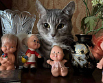 Кошки в Москве: Кот Вася ищет дом Мальчик, Бесплатно - фото 2