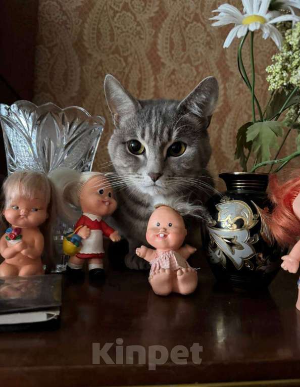 Кошки в Москве: Кот Вася ищет дом Мальчик, Бесплатно - фото 2