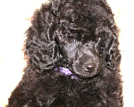 Собаки в Москве: Щенок миниатюрного черного окраса  Мальчик, 100 000 руб. - фото 1