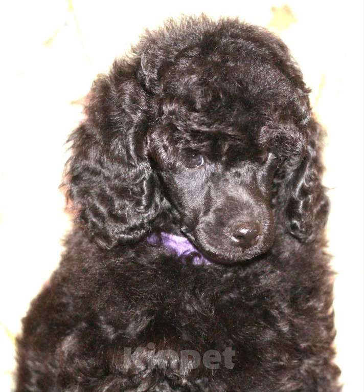 Собаки в Москве: Щенок миниатюрного черного окраса  Мальчик, 100 000 руб. - фото 1