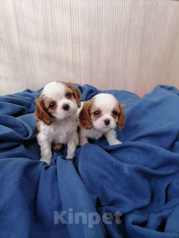 Собаки в Москве: Кавалер Кинг Чарльз спаниель 2 мес  Мальчик, 90 000 руб. - фото 2
