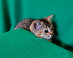 Кошки в Волгограде: Шотландские ласковые котята Девочка, 15 000 руб. - фото 2