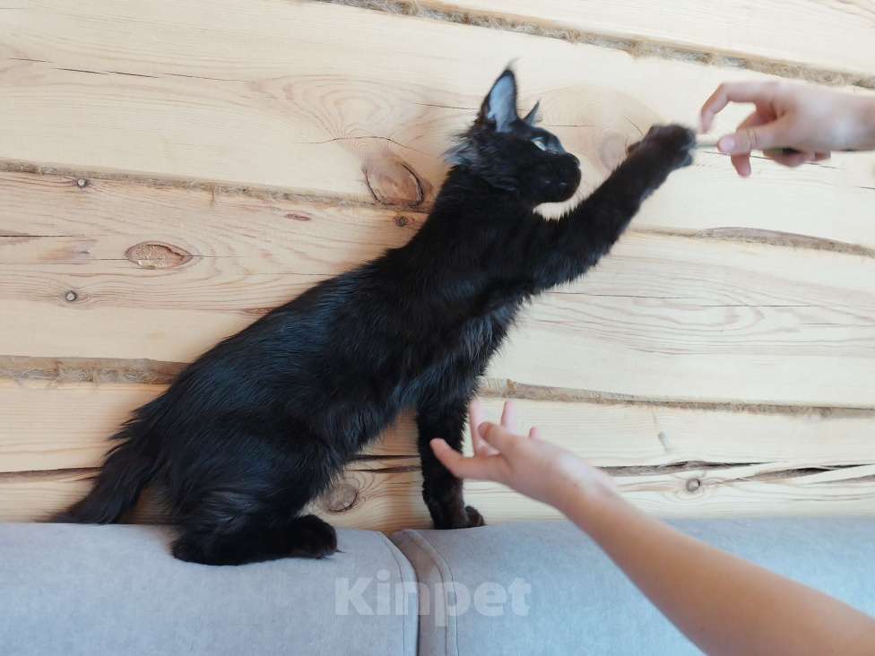 Кошки в Чите: Продается котенок мейнкун Девочка, 30 000 руб. - фото 8