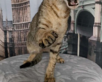 Кошки в Пензе: Котик OSH n 24  Мальчик, 35 000 руб. - фото 2