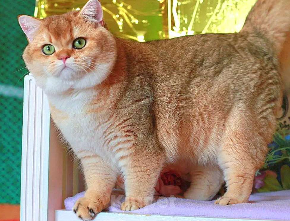 Кошки в Москве: Шотландская прямоухий котик Мальчик, 25 000 руб. - фото 7