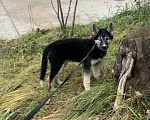 Собаки в других городах Московской области: отдам хаски  Мальчик, Бесплатно - фото 2