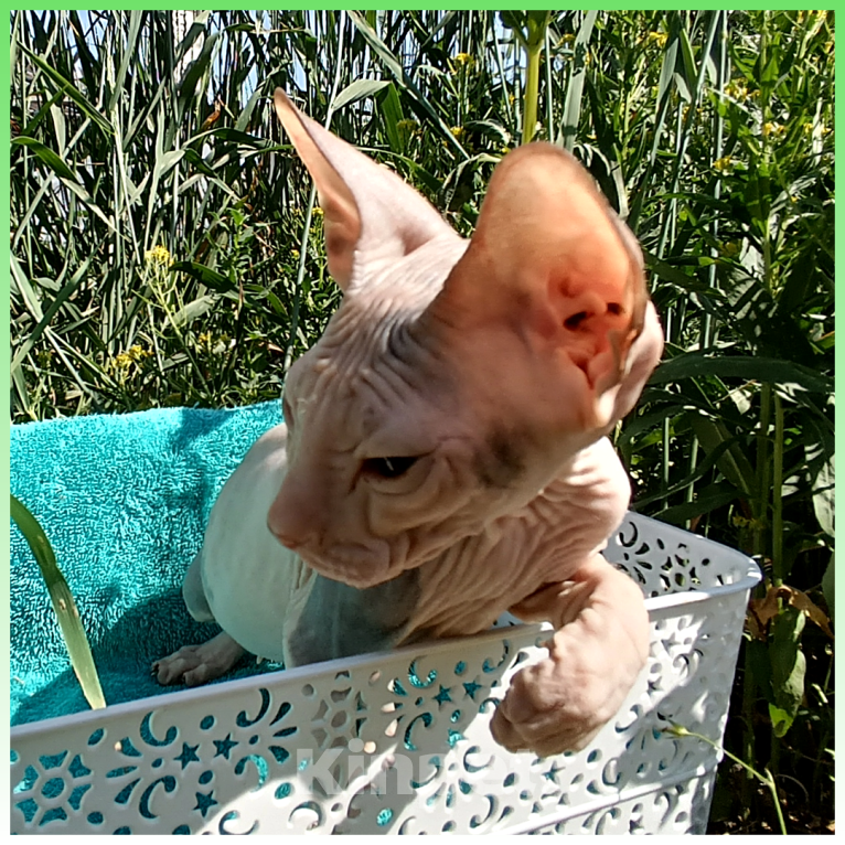 Кошки в Иркутске: Предлагаем коёнка донского сфинкса Девочка, 20 000 руб. - фото 2