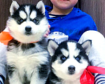 Собаки в Нягани: Хаски Щенки Разных окрасов Разнополые, Бесплатно - фото 1