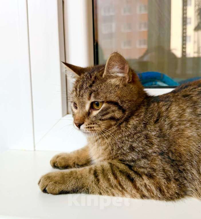 Кошки в Москве: Котенок Плюша -полосатая девочка в добрые руки Девочка, Бесплатно - фото 5