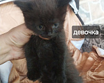 Кошки в других городах Краснодарского края: котята в добрые руки Мальчик, Бесплатно - фото 3