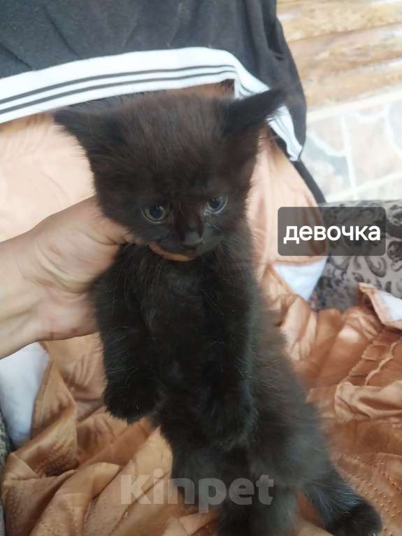 Кошки в других городах Краснодарского края: котята в добрые руки Мальчик, Бесплатно - фото 3