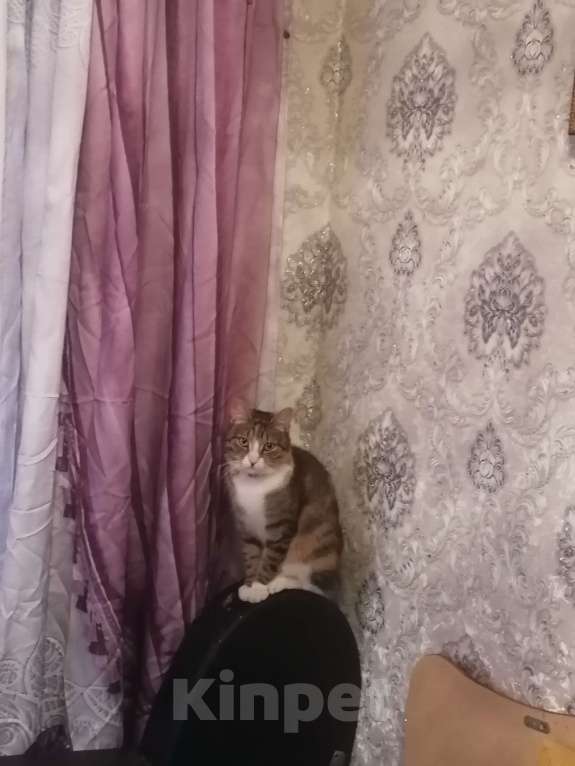 Кошки в Санкт-Петербурге: Потерялась  Девочка, Бесплатно - фото 1