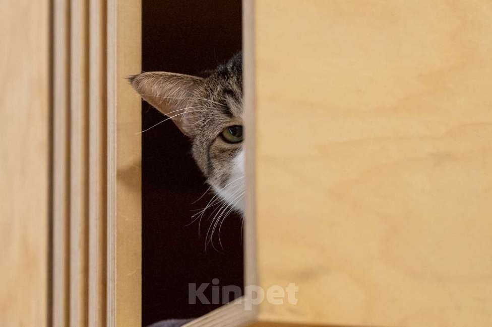 Кошки в Москве: кот Какао в добрые руки Мальчик, Бесплатно - фото 5