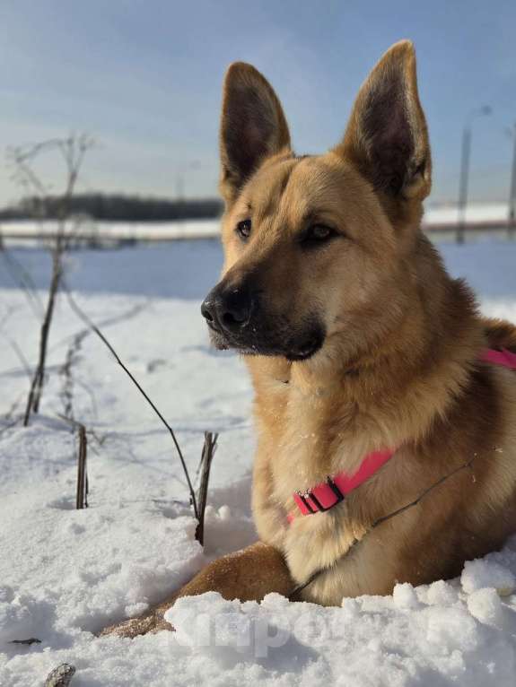 Собаки в Москве: Шикарный парень Рэй в добрые руки! Мальчик, Бесплатно - фото 1