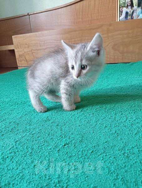 Кошки в Липецке: Милые, ласковые котята ищут дом Девочка, Бесплатно - фото 5