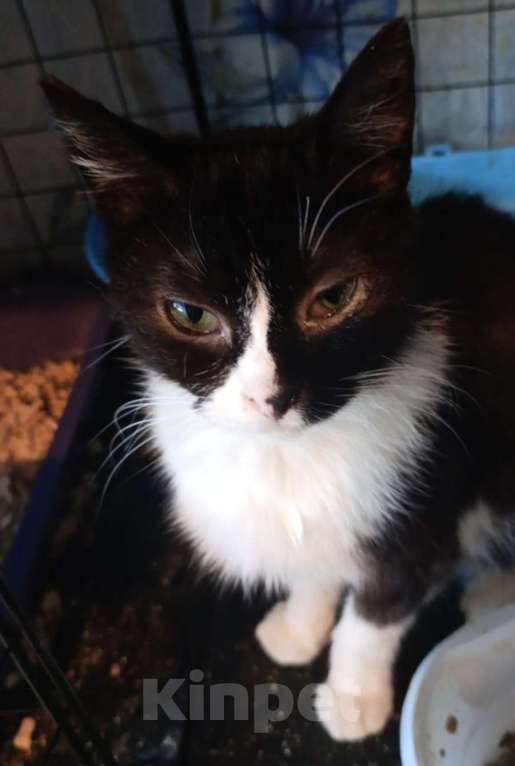 Кошки в Санкт-Петербурге: Танечка Девочка, Бесплатно - фото 1