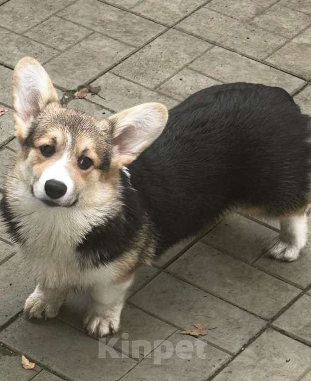 Собаки в других городах Челябинской области: Продам Девочка, Бесплатно - фото 3