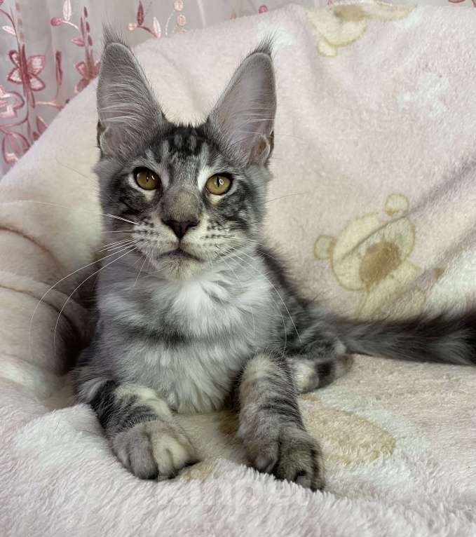 Кошки в Дмитрове: Черный серебристый мраморный мальчик мейн кун Zhak Мальчик, 30 000 руб. - фото 4