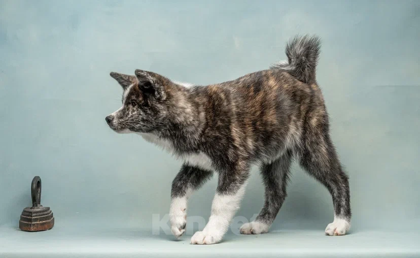 Собаки в Санкт-Петербурге: Тиана Девочка, 70 000 руб. - фото 1