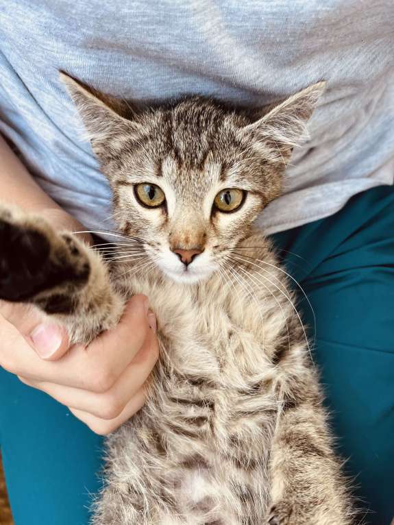 Кошки в Москве: Котенок в добрые руки Мальчик, 10 руб. - фото 2