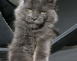 Кошки в Москве: Шикарный котик Мейн Кун Мальчик, 50 000 руб. - фото 2