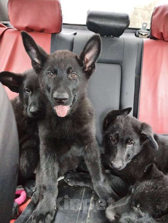 Собаки в Омске: Чёрный щенок немецкой овчарки  Мальчик, 25 000 руб. - фото 10