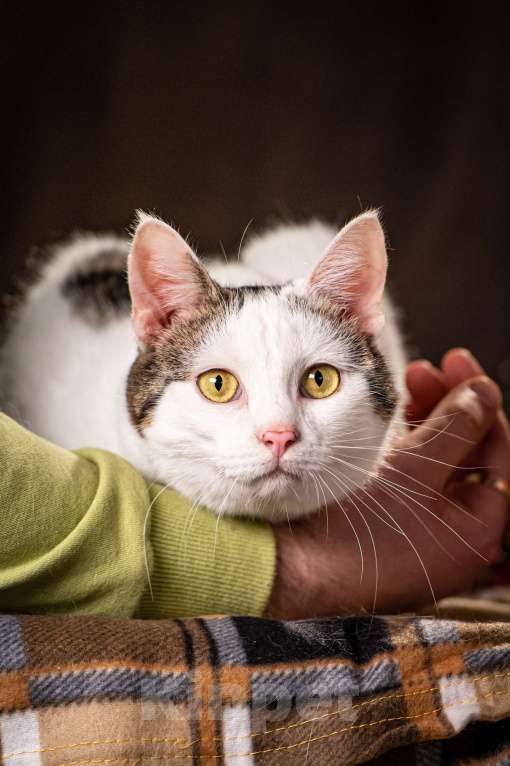 Кошки в Клине: Жорж — большой добряк Мальчик, Бесплатно - фото 5