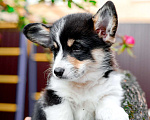 Собаки в Армавире: Мальчишка редкого черноголового окраса Мальчик, 100 000 руб. - фото 2