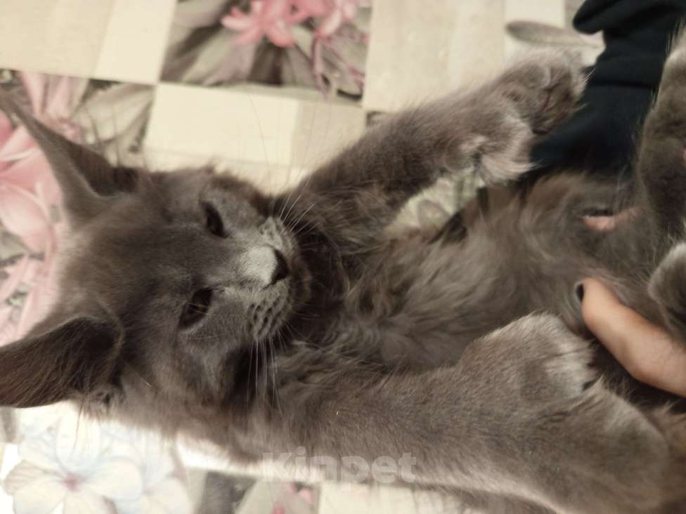 Кошки в других городах Ленинградской области: Котята Менйн Кун polidakt Мальчик, 25 000 руб. - фото 8