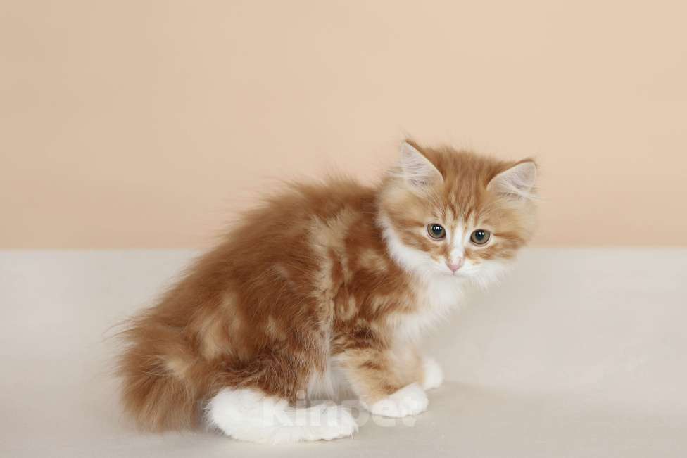 Кошки в Серпухове: Хлопок Русские Цветы Курильский Бобтейл Мальчик, 55 000 руб. - фото 4