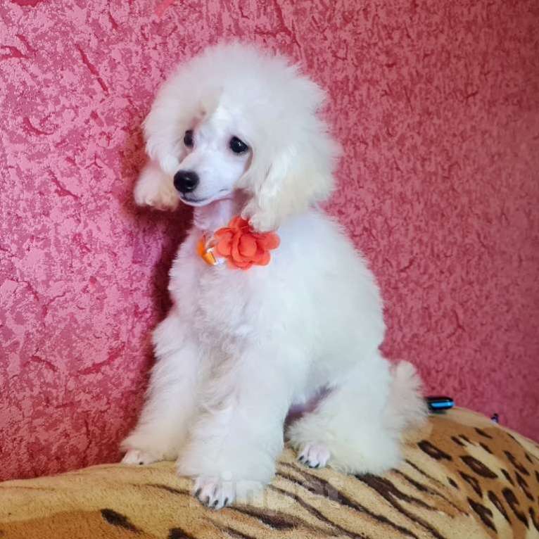 Собаки в Москве: Щенок той пуделя белая девочка Девочка, 100 000 руб. - фото 8