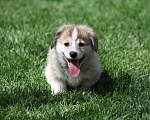 Собаки в Одинцово: Вельш Корги Пемброк Мальчик, 60 000 руб. - фото 4