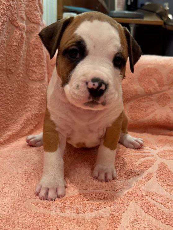 Собаки в Саратове: Щенки от титулованных родителей Мальчик, 50 000 руб. - фото 7