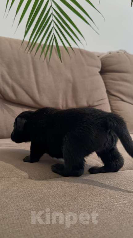 Собаки в Москве: Черныш Мальчик, Бесплатно - фото 6