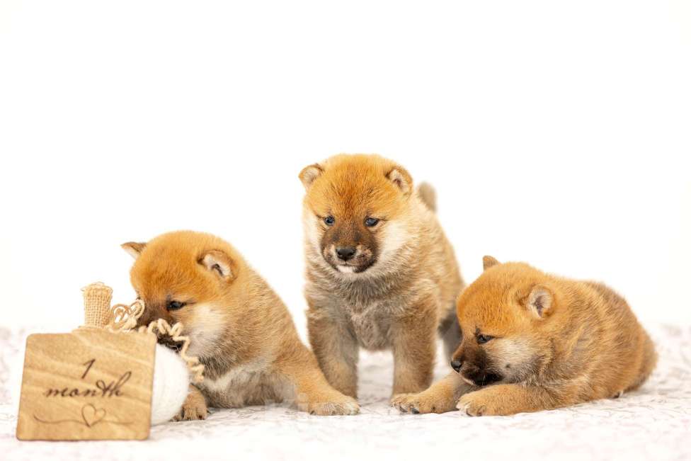 Собаки в Новосибирске: Щенки Сиба Ину Мальчик, Бесплатно - фото 4