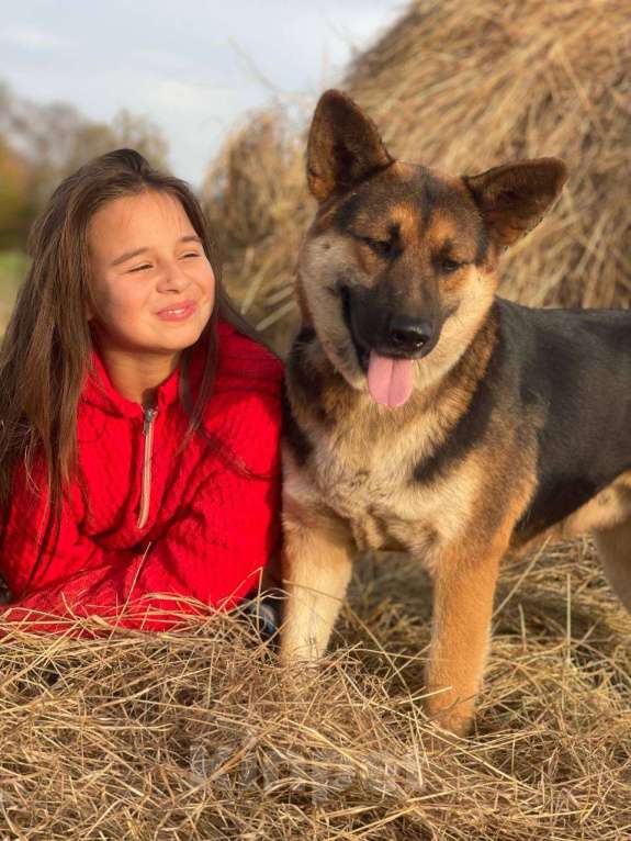 Собаки в Владимире: Собака в добрые руки  Девочка, Бесплатно - фото 7