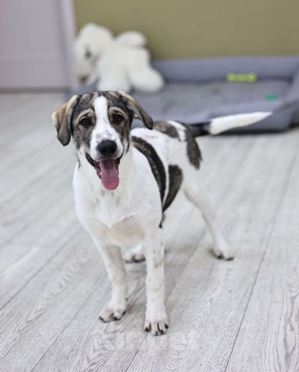 Собаки в Москве: Щенок в добрые руки бесплатно Москва Девочка, Бесплатно - фото 2