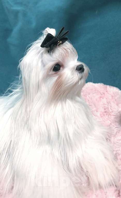 Собаки в Москве: Мальтезе мальчик супер мини Мальчик, 50 000 руб. - фото 2